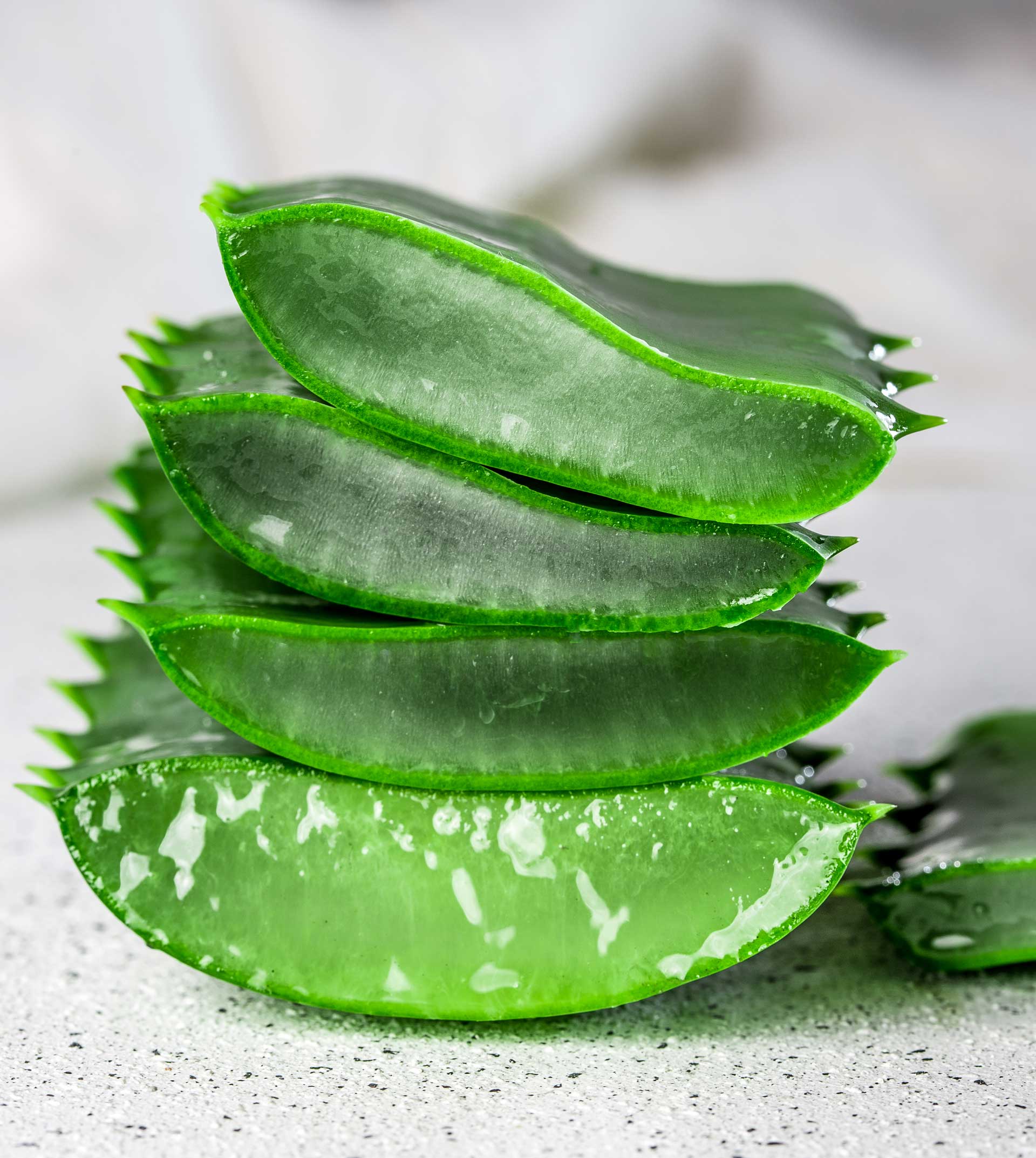 aloe-vera-sliced-gray-on-white-background-FVMB3UU.jpg